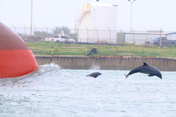 Port Aransas,tx, pictures,dolphin,jump,ship,water,beach,photo,pic,image,wildlife,channel,birds,